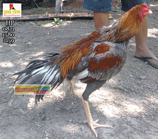 Jual : Ayam Bangkok Bulu Indah Abu-abu  Ayam Bangkok 