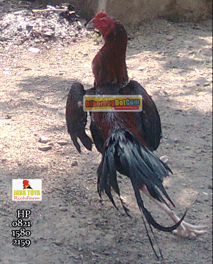  Ayam  Bangkok Kaki Naga Temurun Ayam  Bangkok Petarung Jawara 