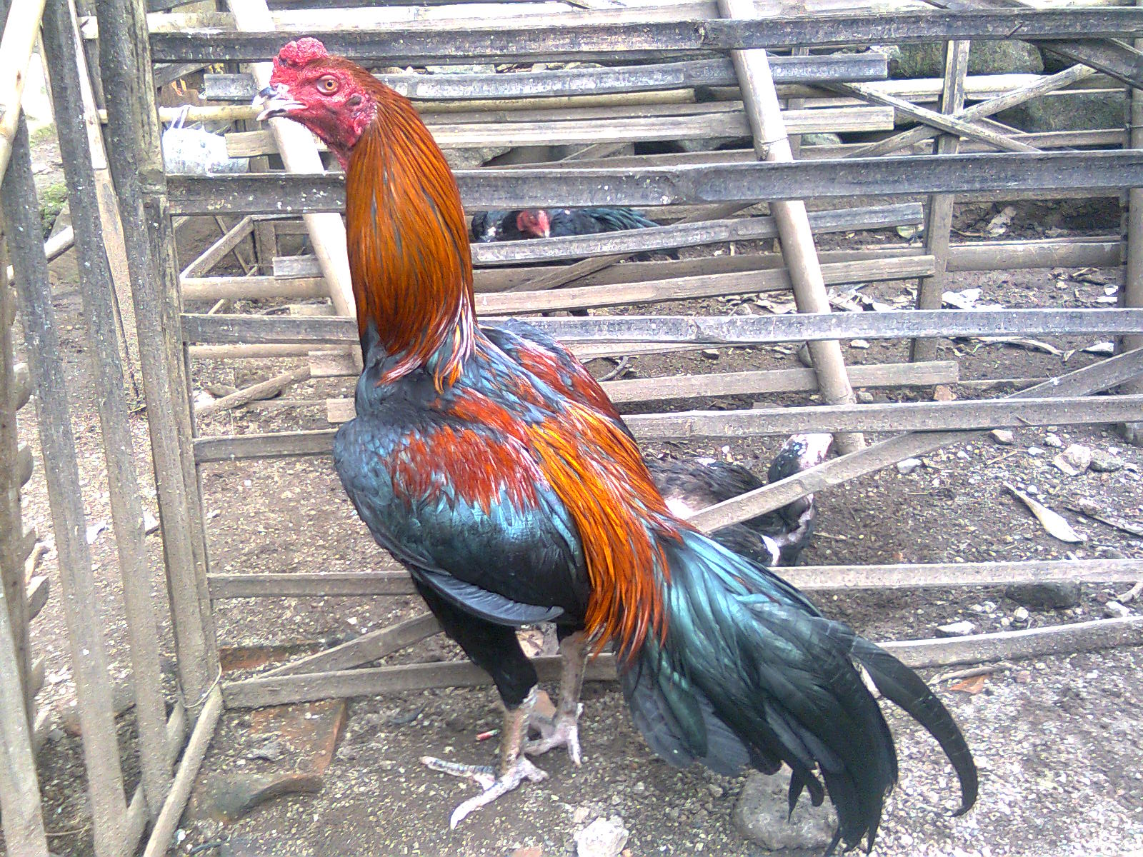 Ternak ayam bangkok petarung  Ayam Bangkok Petarung Jawara